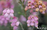Cross-leaved Heather (Erica tetralix)
