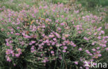 Cross-leaved Heather (Erica tetralix)