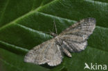 Gewone dwergspanner (Eupithecia vulgata)