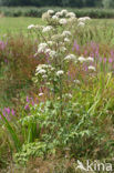 Gewone engelwortel (Angelica sylvestris)