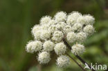 Gewone engelwortel (Angelica sylvestris)