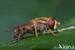 Gewone fluweelzwever (Parhelophilus versicolor)