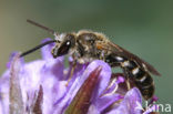 Gewone geurgroefbij (Lasioglossum calceatum)