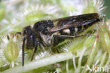 Gewone kegelbij (Coelioxys inermis) 