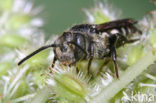 Gewone kegelbij (Coelioxys inermis) 