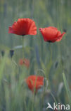 Gewone klaproos (Papaver rhoeas)