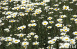 Gewone margriet (Leucanthemum vulgare)