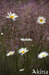 Gewone margriet (Leucanthemum vulgare)