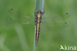 Black-tailed Skimmer (Orthetrum cancellatum)