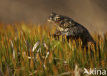 Gewone pad (Bufo bufo)