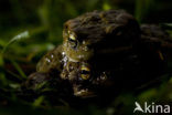 Common Toad (Bufo bufo)