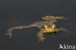 Gewone pad (Bufo bufo)