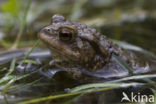 Gewone pad (Bufo bufo)