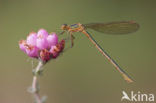 Emerald Damselfly (Lestes sponsa)