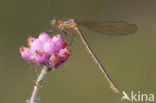 Emerald Damselfly (Lestes sponsa)