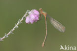 Gewone pantserjuffer (Lestes sponsa)