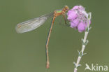 Emerald Damselfly (Lestes sponsa)