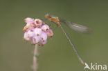 Gewone pantserjuffer (Lestes sponsa)