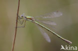 Gewone pantserjuffer (Lestes sponsa)