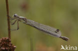 Gewone pantserjuffer (Lestes sponsa)