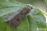 Turnip Moth (Agrotis segetum)