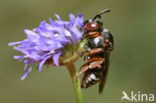 Gewone viltbij (Epeolus variegatus)