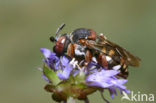 Gewone viltbij (Epeolus variegatus)