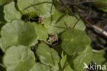 Marsh Pennywort (Hydrocotyle vulgaris)
