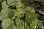 Gewone waternavel (Hydrocotyle vulgaris)