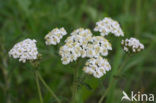 Gewoon duizendblad (Achillea millefolium)