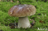 Gewoon eekhoorntjesbrood (Boletus edulis)