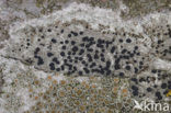 Disk lichen (Lecidella elaeochroma)
