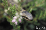 Gladde slang (Coronella austriaca) 