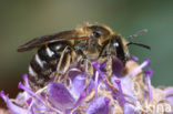 Glanzende bandgroefbij (Lasioglossum zonulum)