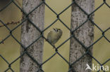 Goldcrest (Regulus regulus)