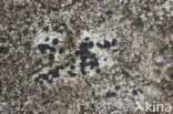 Boulder lichen (Porpidia macrocarpa)