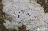 Granietblauwkorst (Porpidia macrocarpa) 