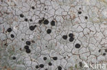 Granietblauwkorst (Porpidia macrocarpa) 
