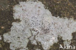 Boulder lichen (Porpidia macrocarpa)