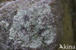 Granietschildmos (Xanthoparmelia conspersa)