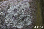Peppered rock-shield (Xanthoparmelia conspersa)
