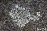 Peppered rock-shield (Xanthoparmelia conspersa)