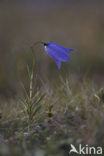 Grasklokje (Campanula rotundifolia)