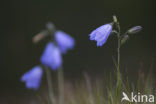 Grasklokje (Campanula rotundifolia)