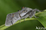 Grauwe borstel (Dicallomera fascelina)