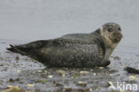 Grey Seal (Halichoerus grypus)