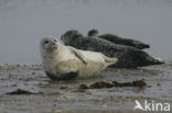 Grey Seal (Halichoerus grypus)