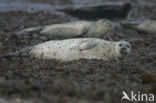 Grey Seal (Halichoerus grypus)