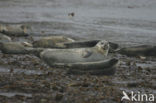 Grey Seal (Halichoerus grypus)