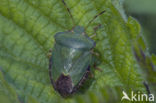 Groene stinkwants (Palomena prasina)